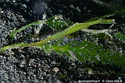 Tozeuma lanceolatum Crevette allongee mimetique des herbiers-Lembeh Aer bajo 1-14m-2024107-da-DSC_3263_tn